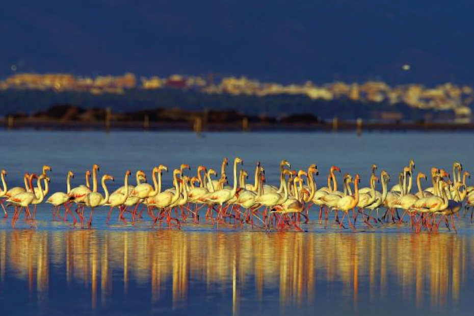 Delta de l'Ebre